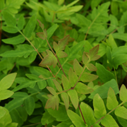 Hardy Fern Osmunda regalis 'Purpurescens'